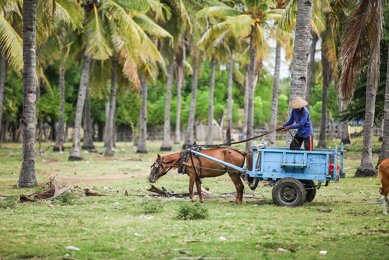 A local farmer standing on a blue horse-drawn cart in a palm grove on Gili Trawangan