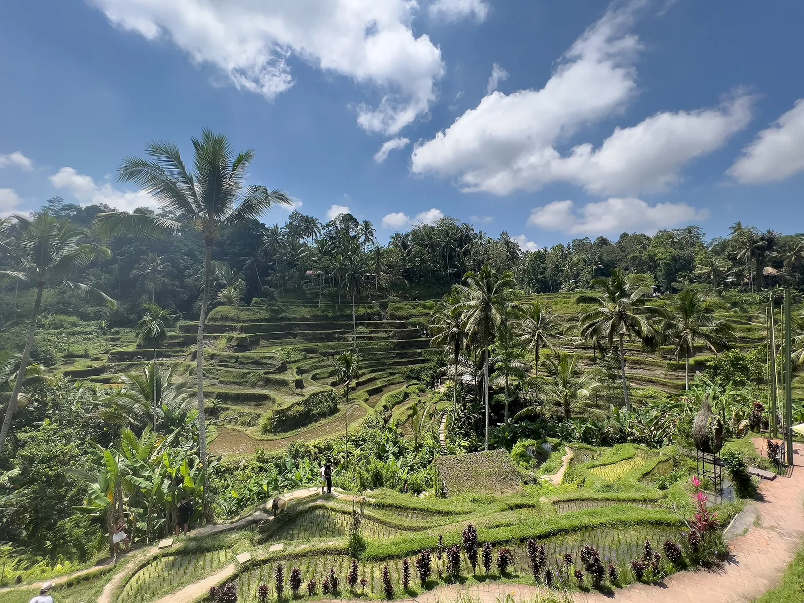 Rice terraces stepping down a valley among coconut palms at Tegallalang under a blue sky