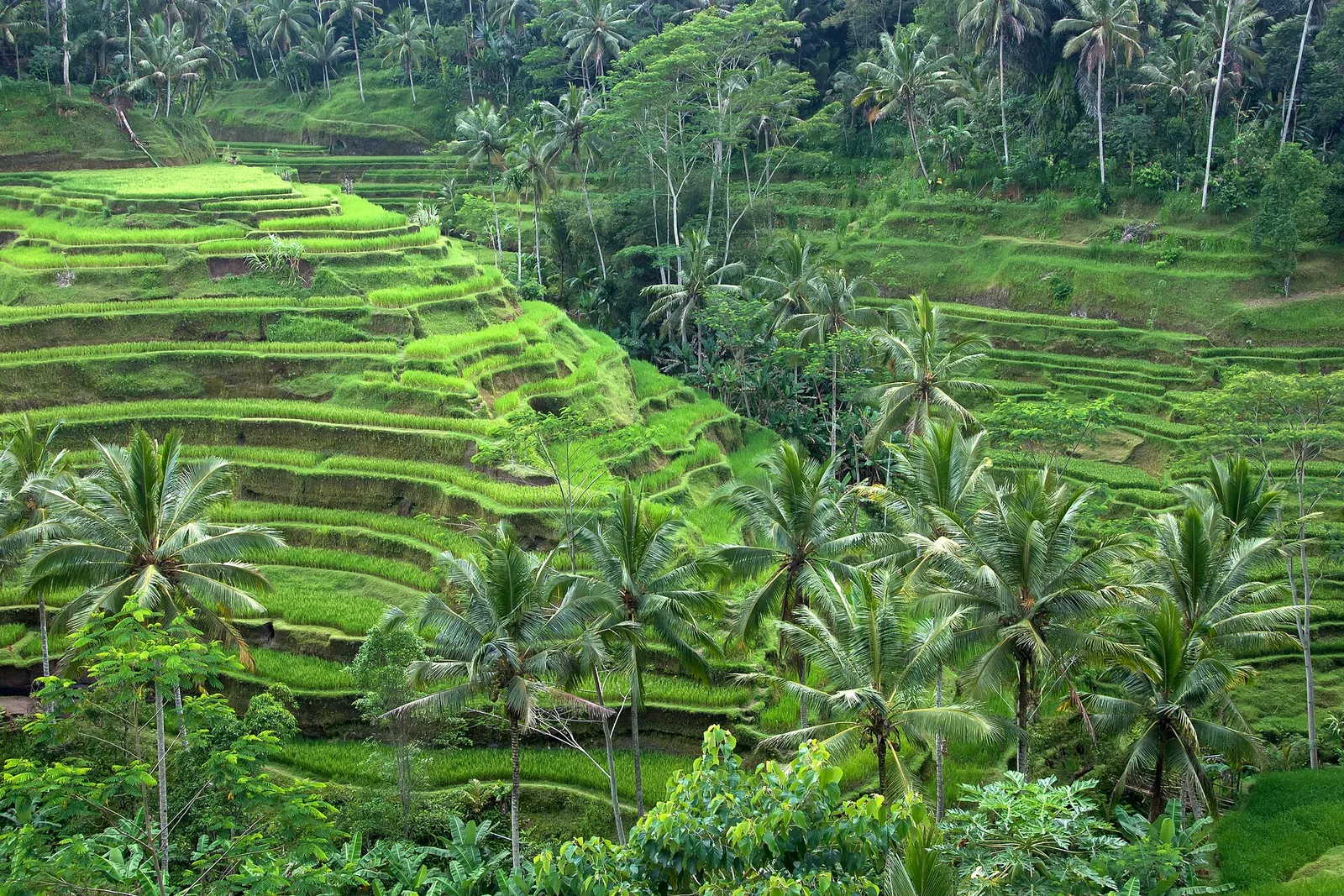 Green rice terraces stepping down a valley among coconut palms near Ubud, Bali