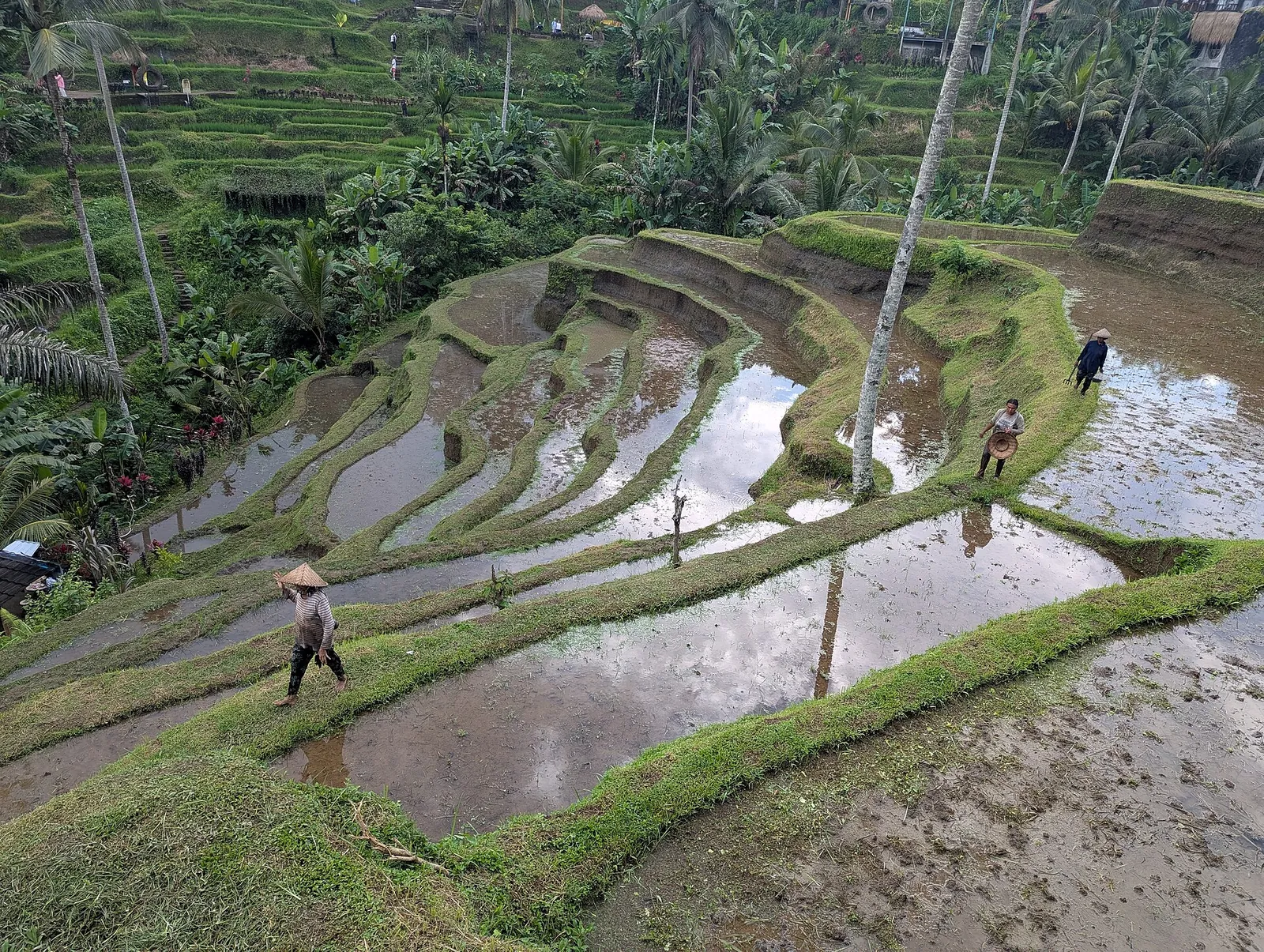 Farmers working on flooded, curving rice terraces among palm trees at Tegallalang near Ubud
