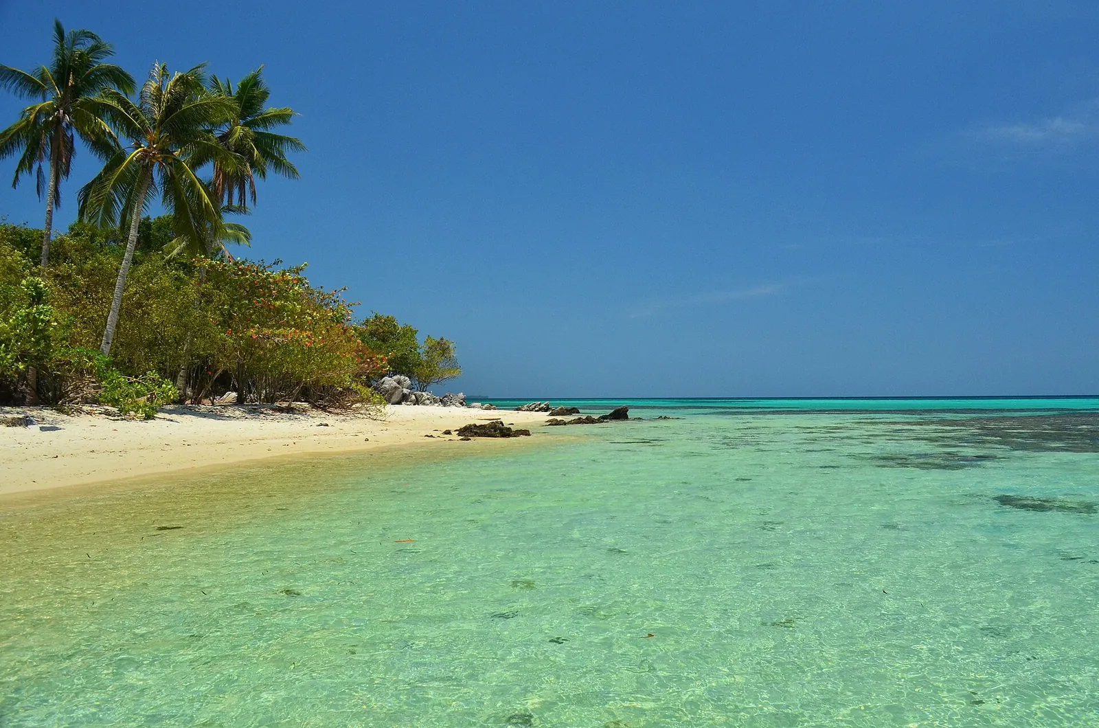 White-sand beach and clear green water at Tanjung Gelam, fringed by palms, in Karimunjawa National Park