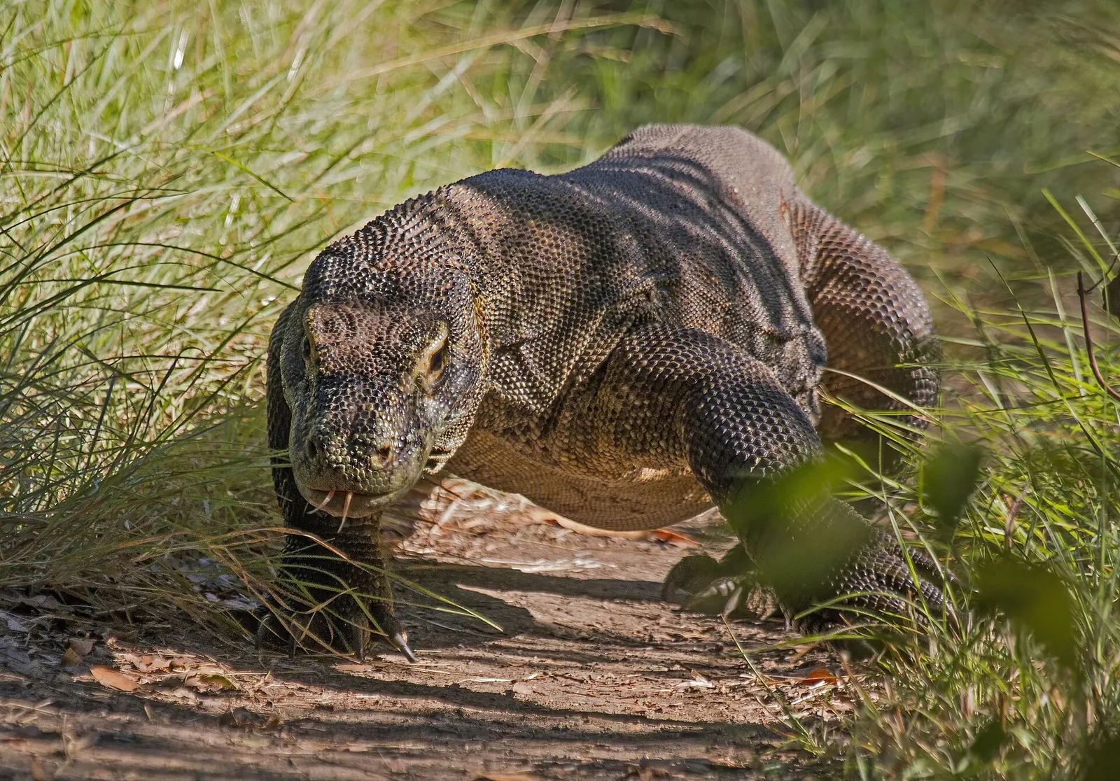 A large Komodo dragon walking along a dirt path between tall green grass on Rinca Island