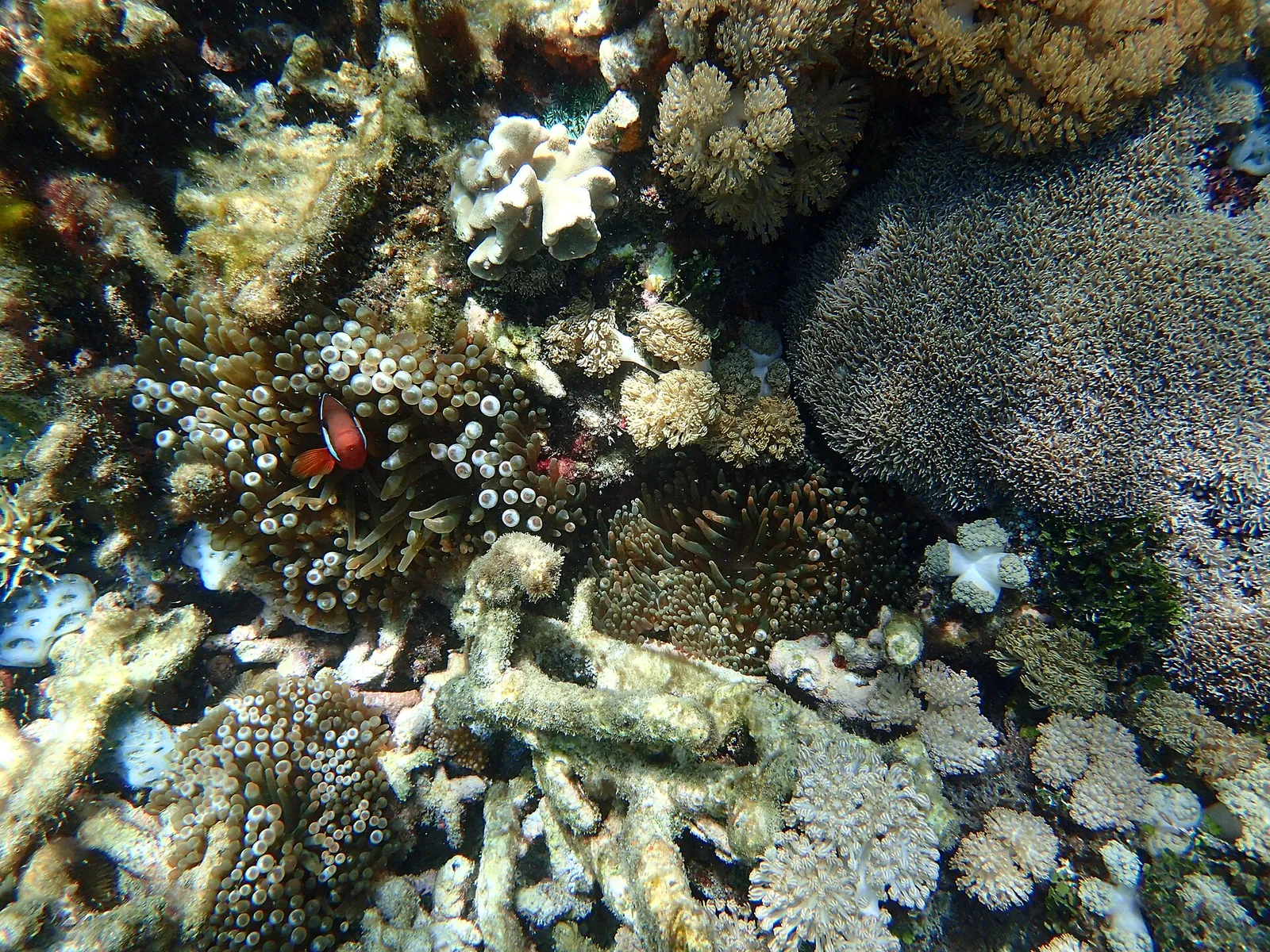Hard corals and small reef fish in shallow water off Pink Beach, Komodo National Park