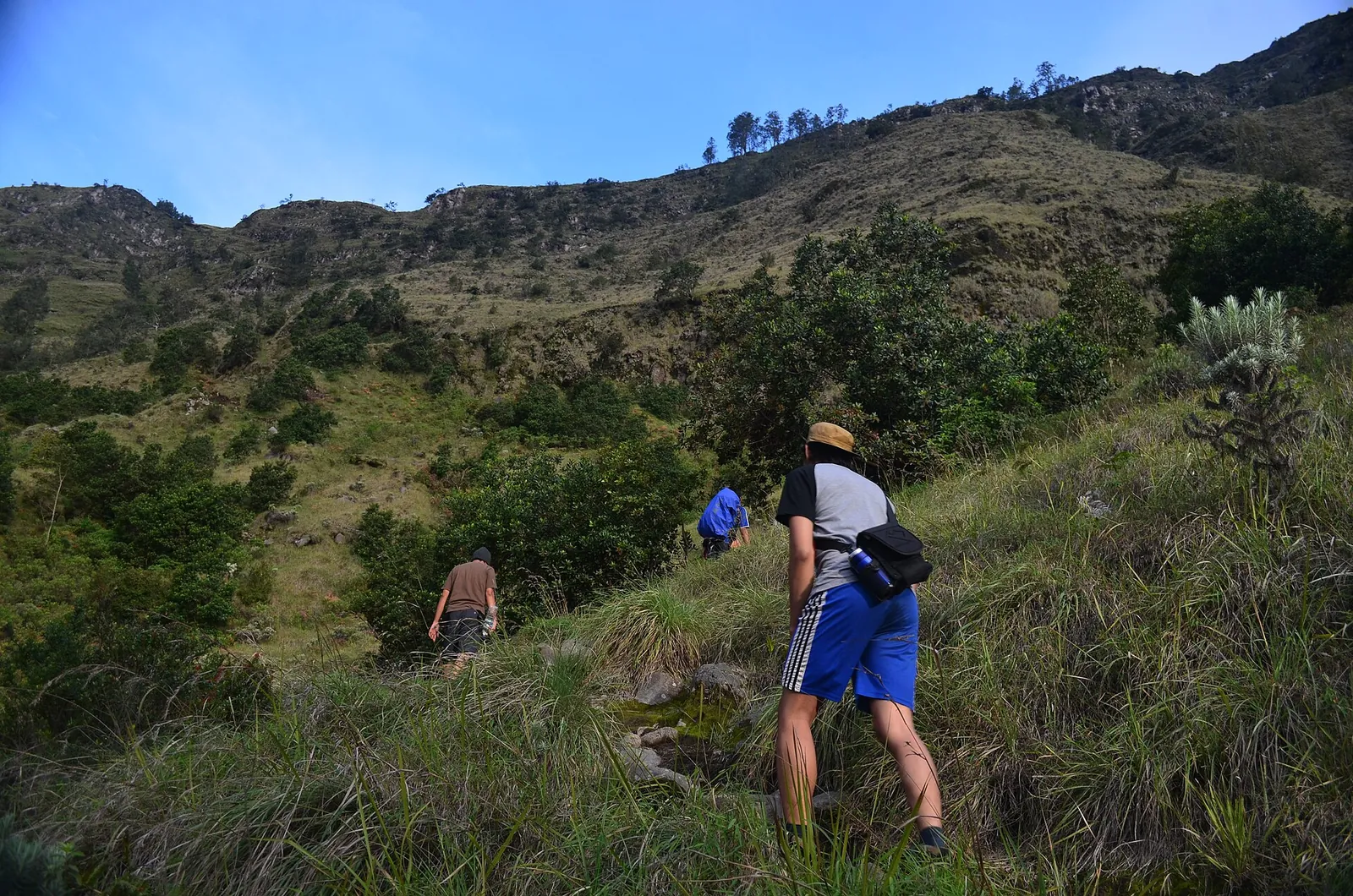 Hikers climbing a grassy slope on the trail between Segara Anak and Plawangan Sembalun