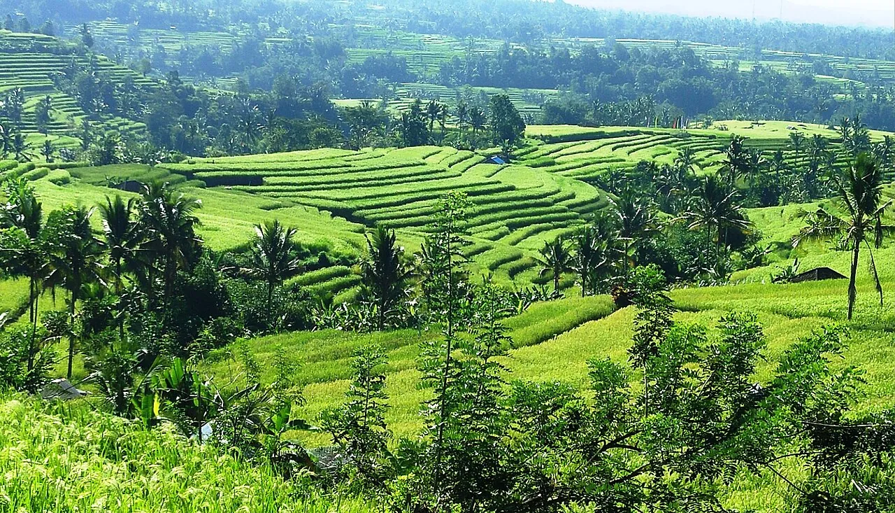 Bright green rice terraces stepping down a hillside at Jatiluwih, with palms and forest