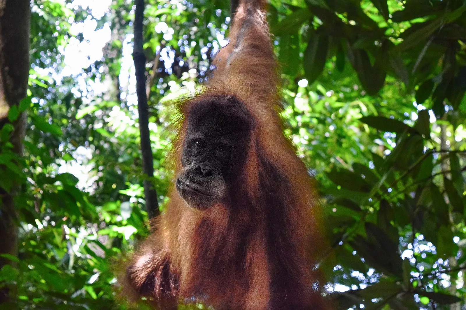 A Sumatran orangutan hanging from a branch in the rainforest near Bukit Lawang