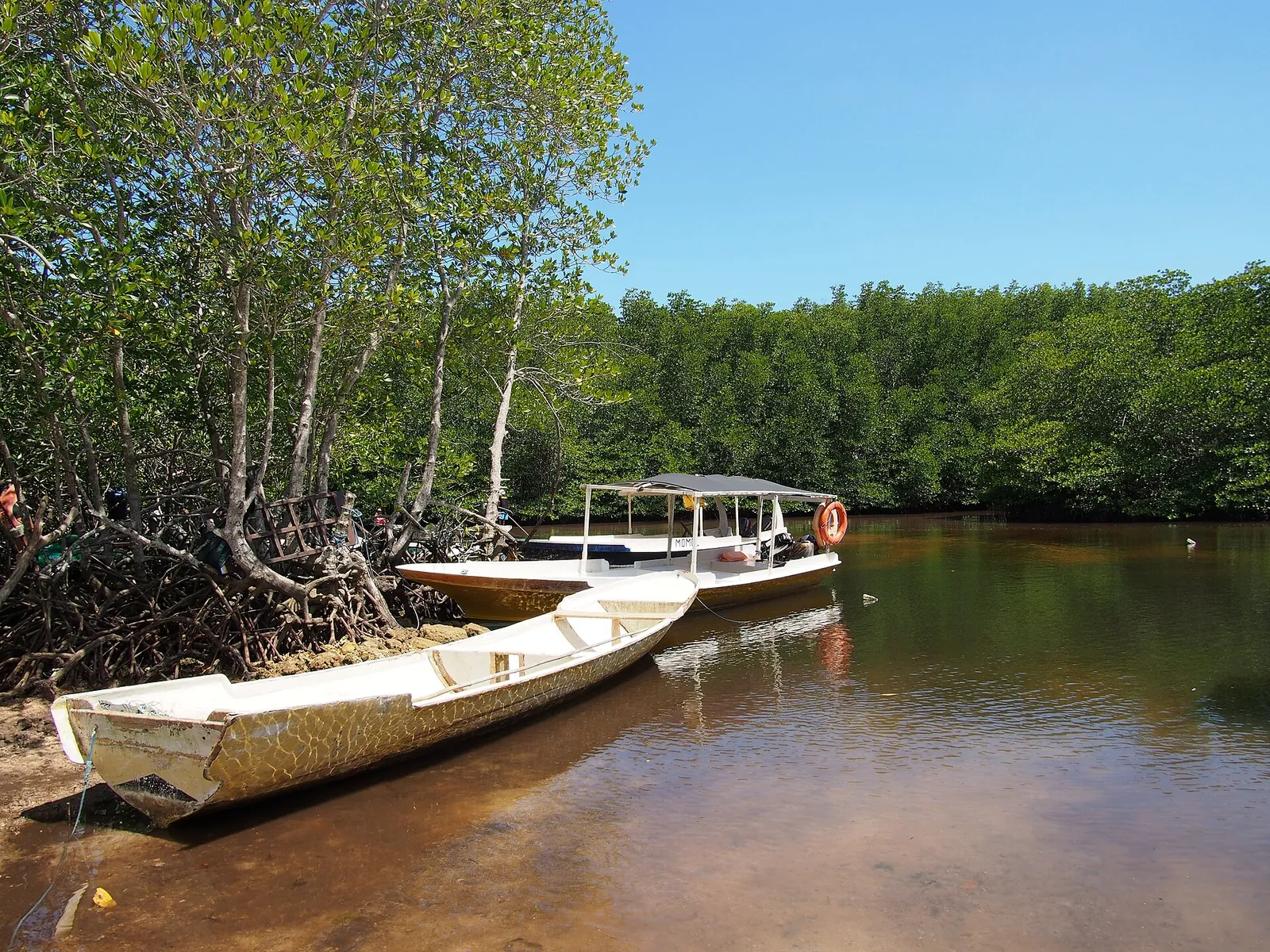 Wooden boats moored in a creek among mangrove trees on Nusa Lembongan