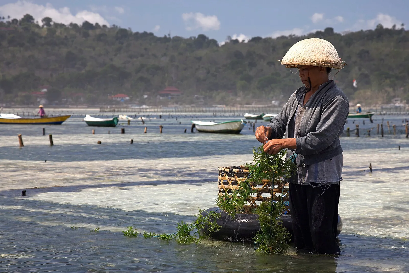 Seaweed farmer in a conical hat harvesting seaweed in shallow water on Nusa Lembongan