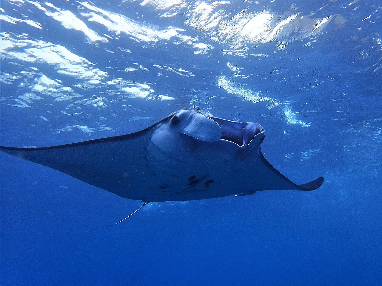 A manta ray swimming just below the surface in blue water off Nusa Penida