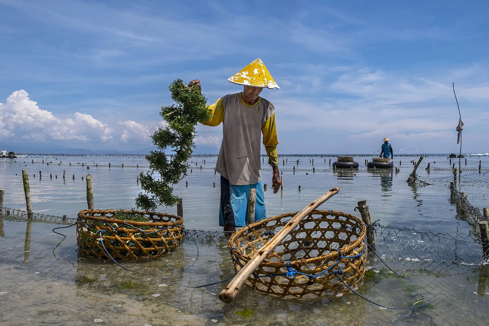 A seaweed farmer in a conical hat working in the shallows beside woven baskets on Nusa Penida