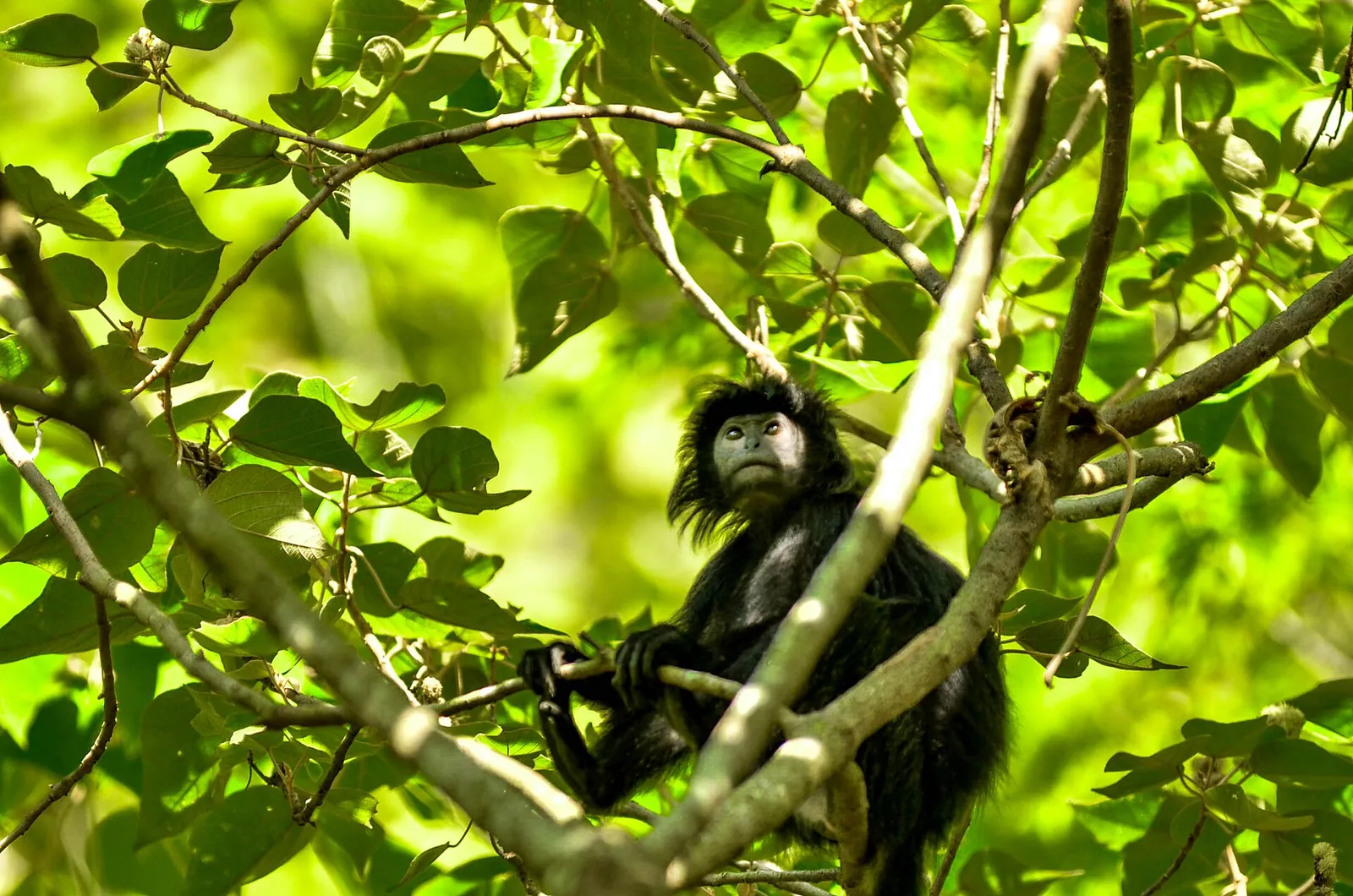 A black Javan langur feeding among green leaves in the Pananjung forest