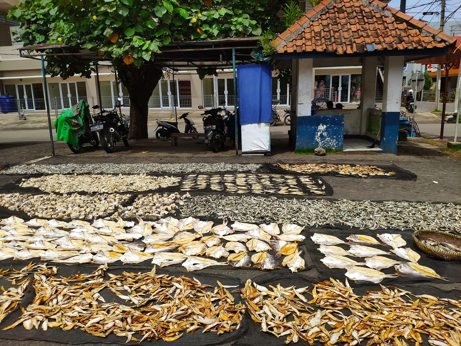Rows of small fish laid out to dry in the sun on mats in Pangandaran