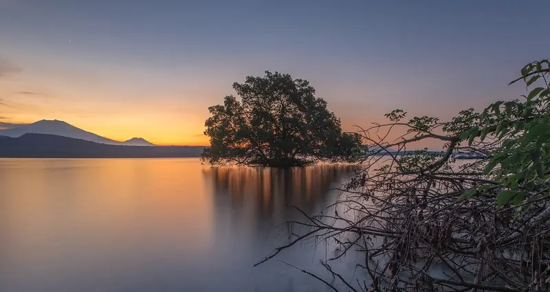 A lone mangrove tree standing in calm water at sunset on the shore at Pemuteran, with hills on the horizon
