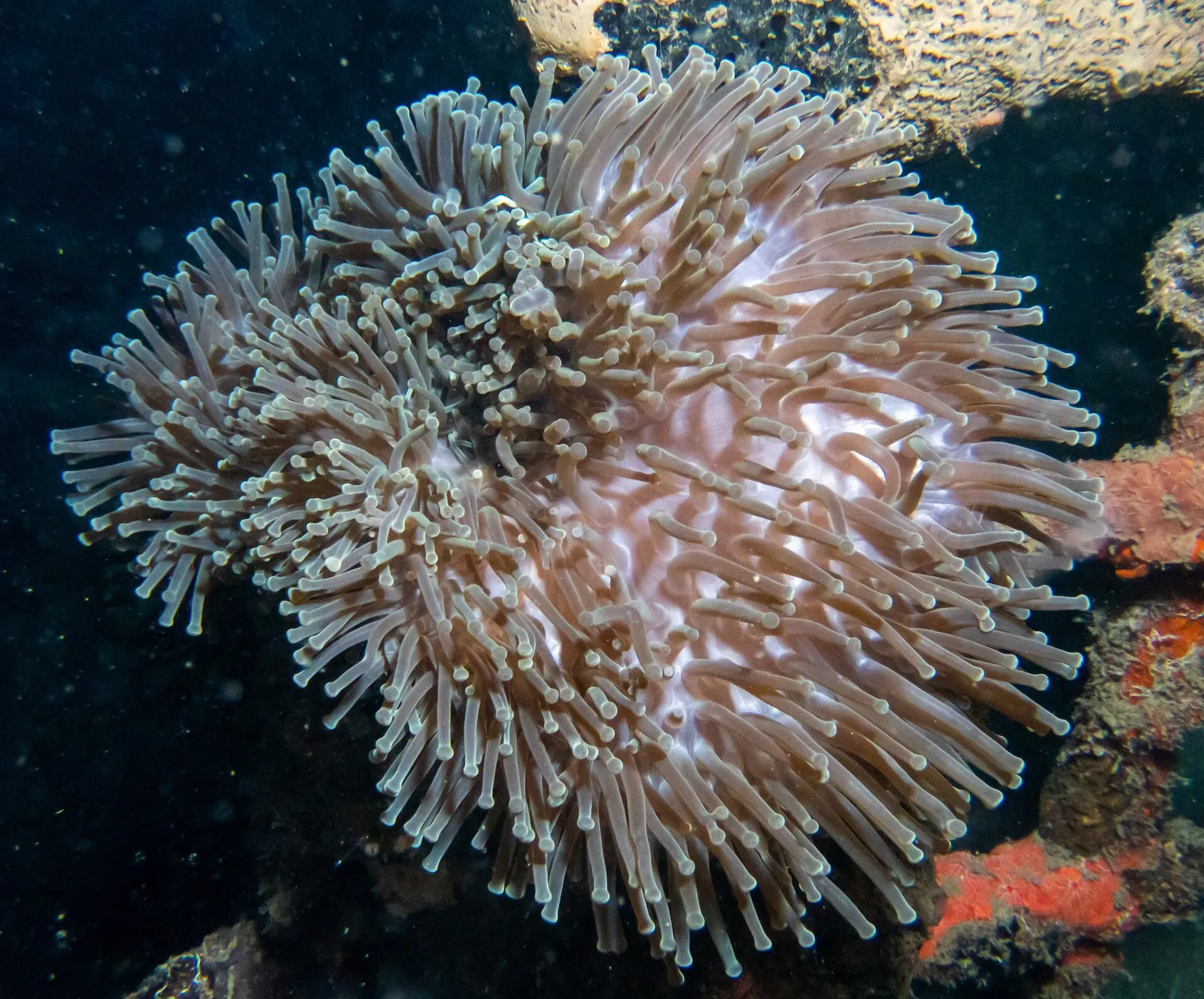 A magnificent sea anemone with long pale tentacles growing on the Biorock reef structures at Pemuteran