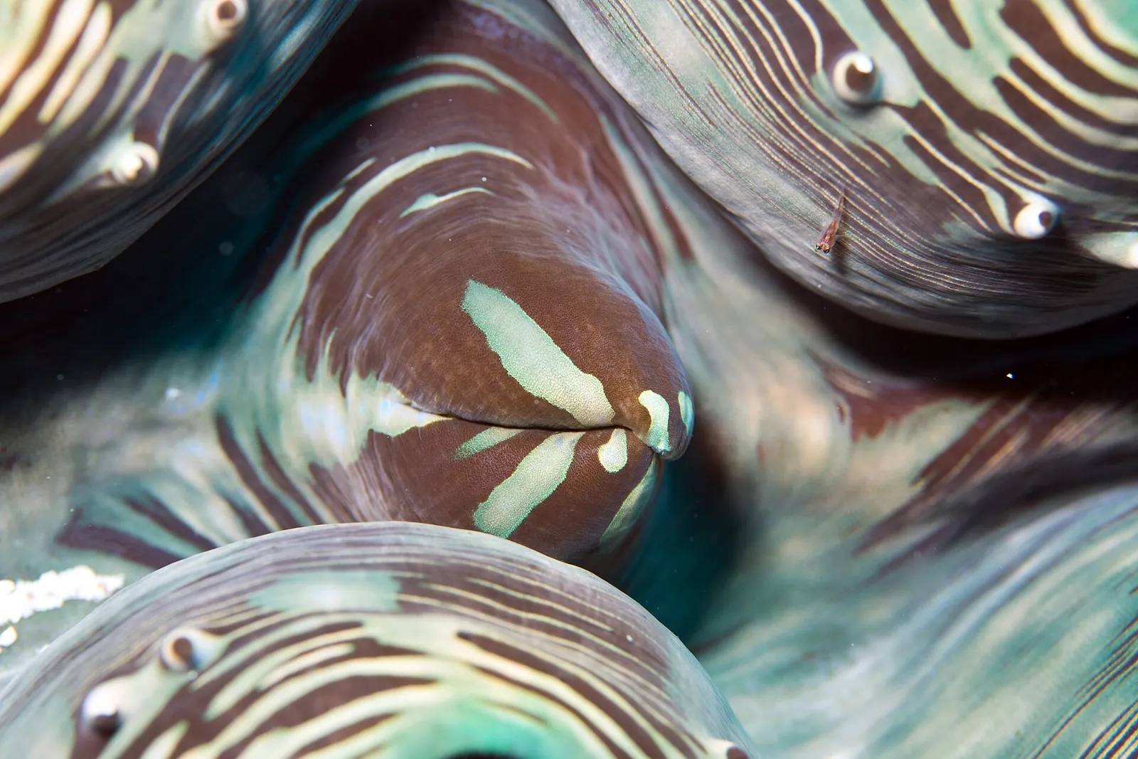 Close-up of the patterned mantle of a giant clam on a reef off Pulau Weh