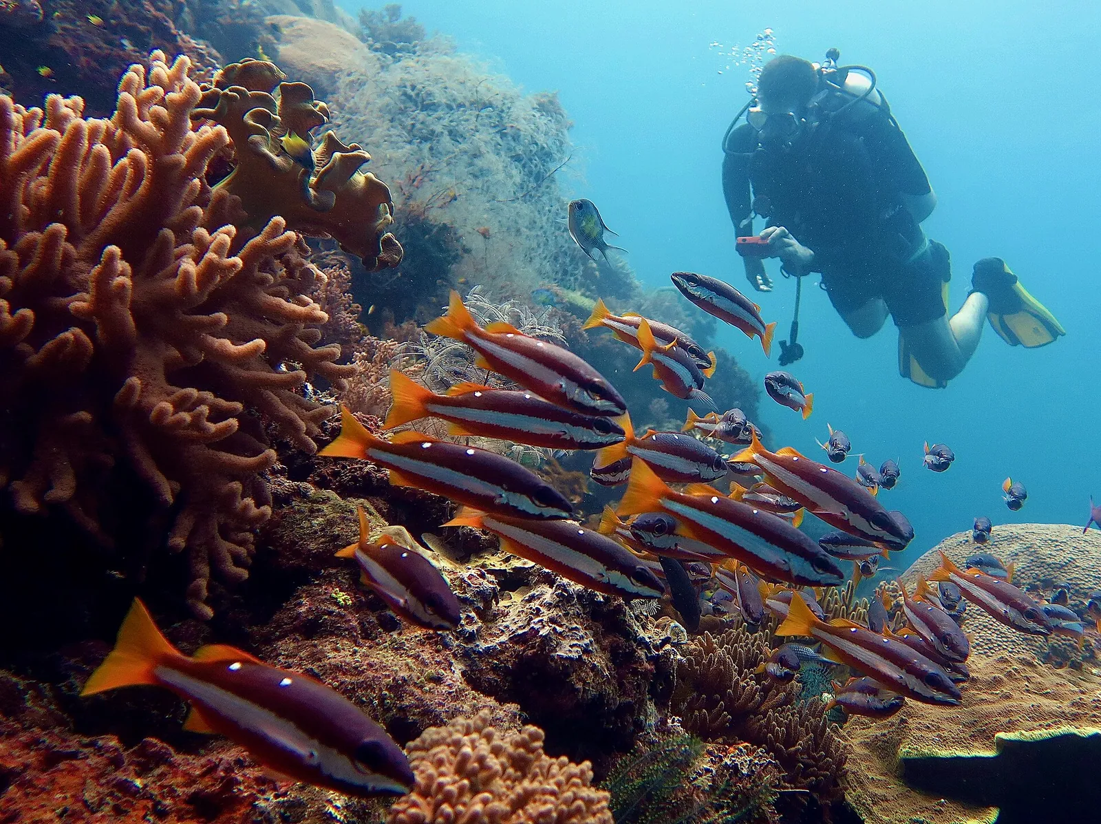 A scuba diver swimming past a school of reef fish and corals in Misool, Raja Ampat