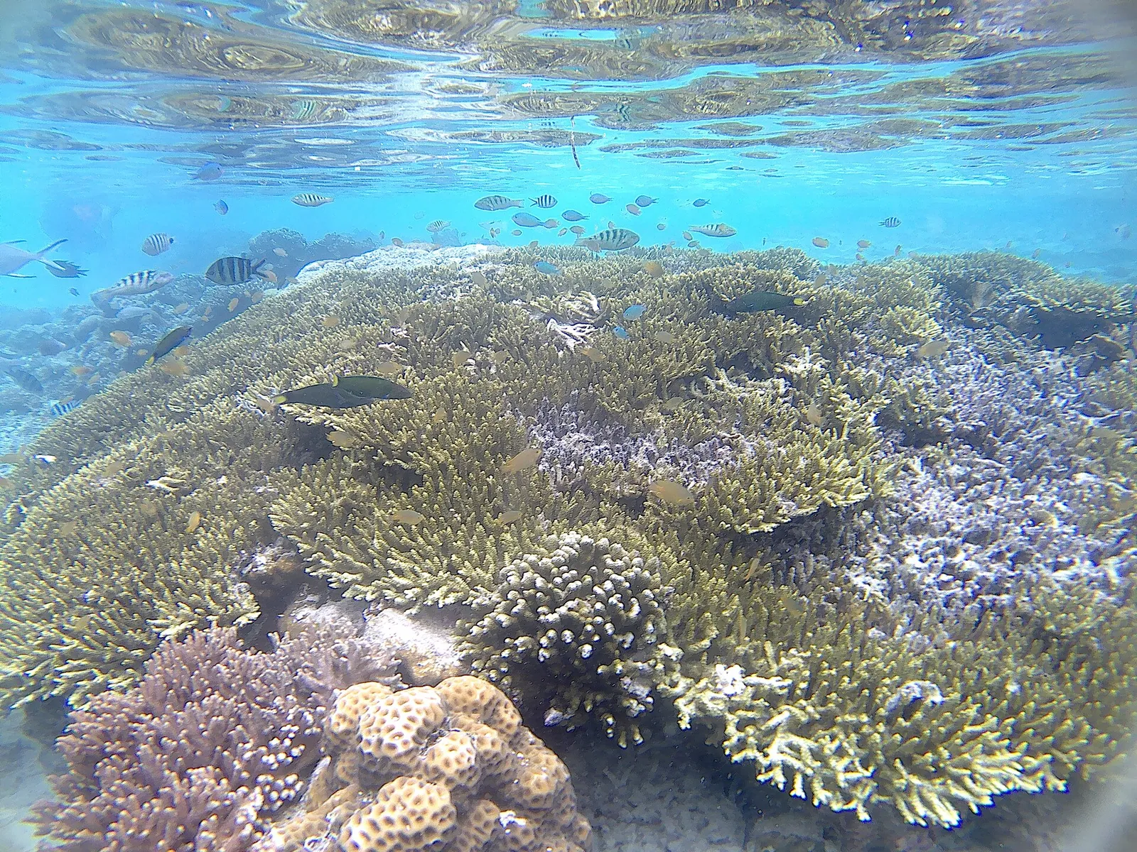 Hard corals and small fish in shallow clear water under the Arborek jetty in Raja Ampat