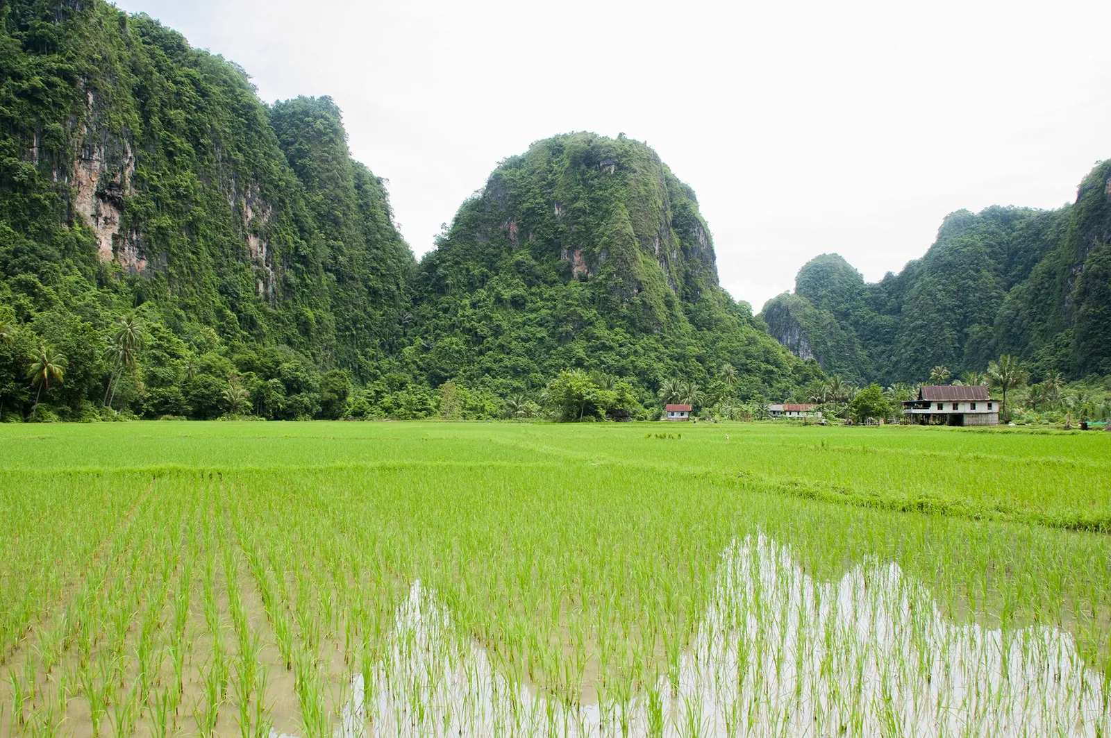 Green rice paddies below steep forested karst hills at Rammang-Rammang