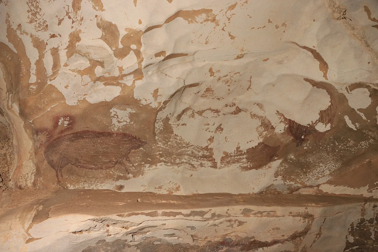 A red painting of a Sulawesi warty pig on the pale rock wall of Leang Tedongnge cave