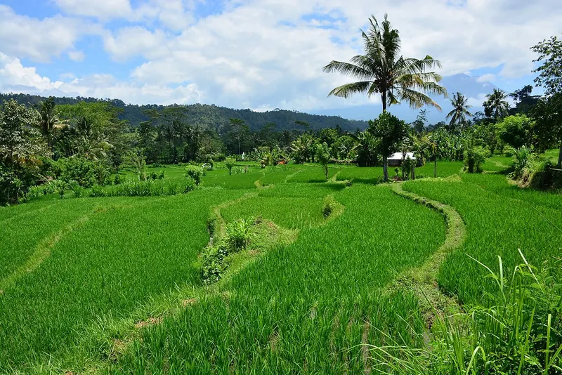 Bright green rice fields and a winding field path with coconut palms in Sidemen, East Bali
