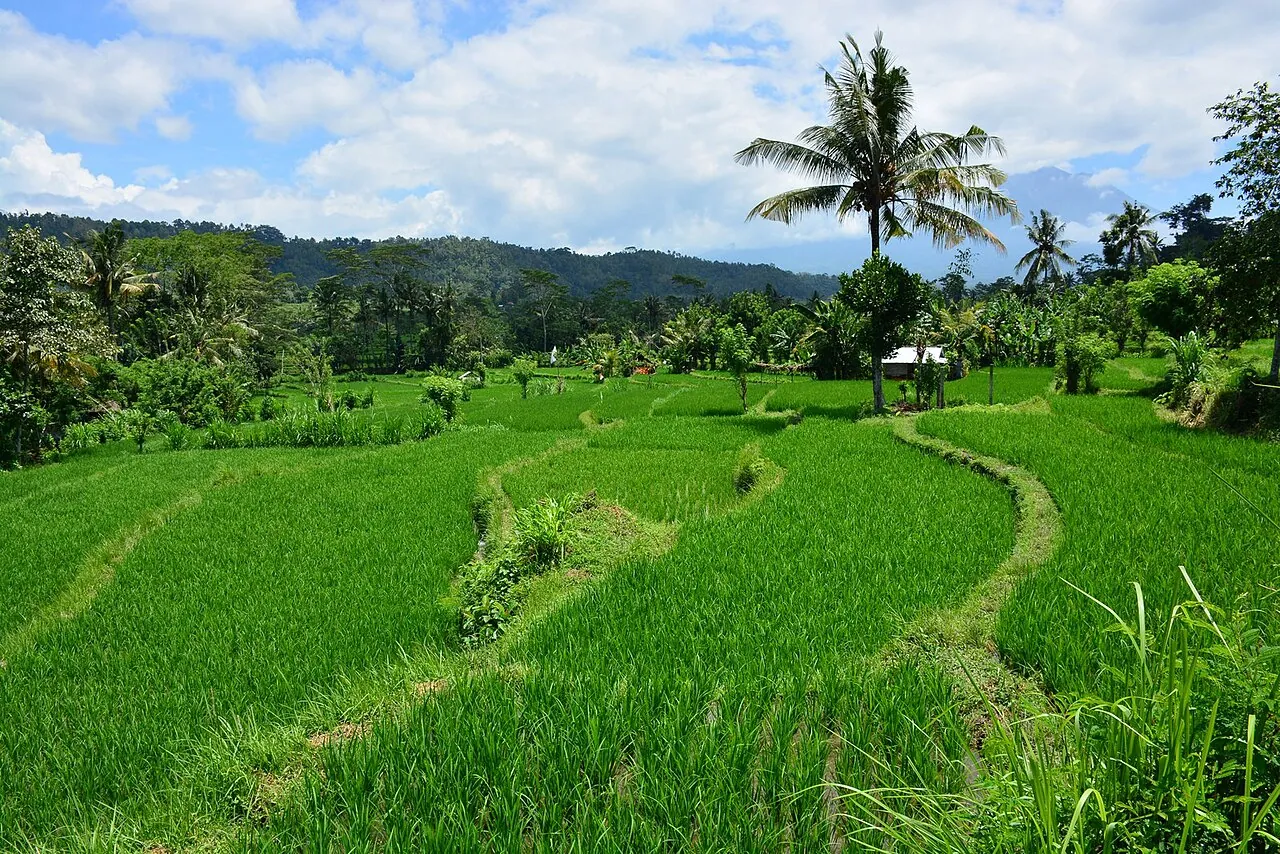 Bright green rice fields and a winding field path with coconut palms in Sidemen, East Bali