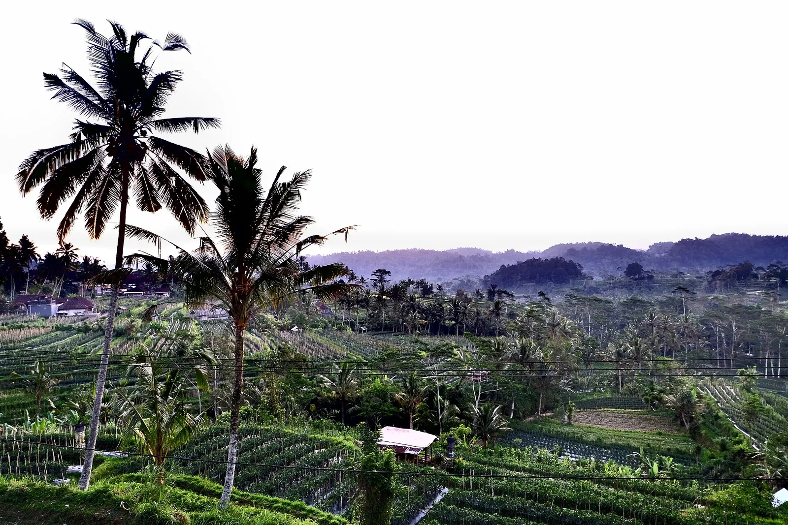 Terraced fields stepping down a hillside in Sidemen, framed by tall coconut palms