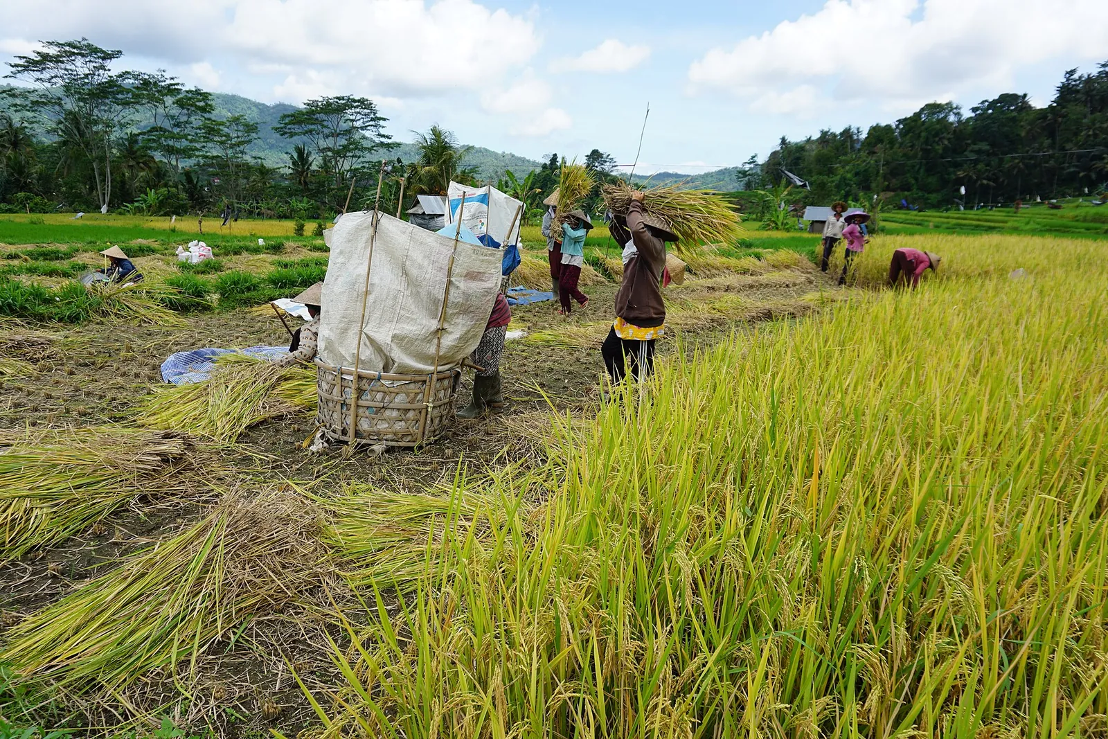 Farmers harvesting ripe golden rice by hand in a field in Sidemen, Karangasem