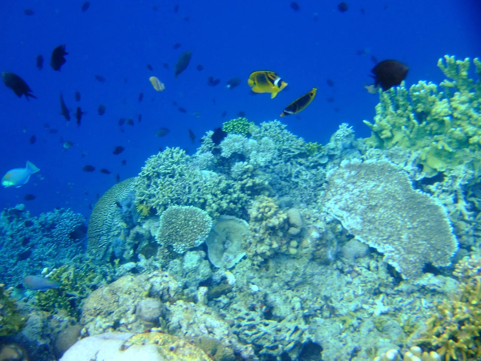 Hard corals and reef fish in clear blue water in Bunaken National Marine Park