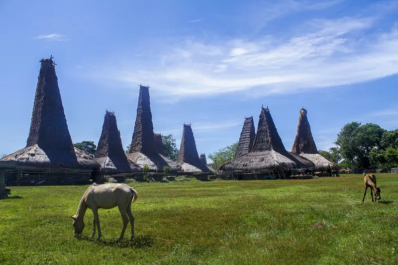 Tall thatched clan houses of Ratenggaro village under a blue sky, with a horse grazing on the lawn in front