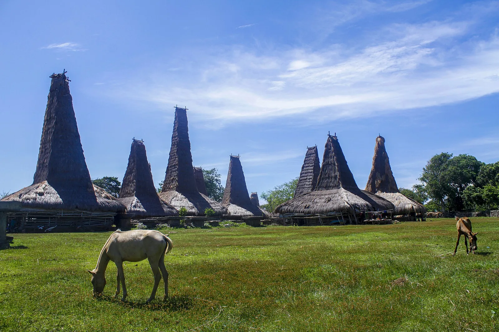 Tall thatched clan houses of Ratenggaro village under a blue sky, with a horse grazing on the lawn in front