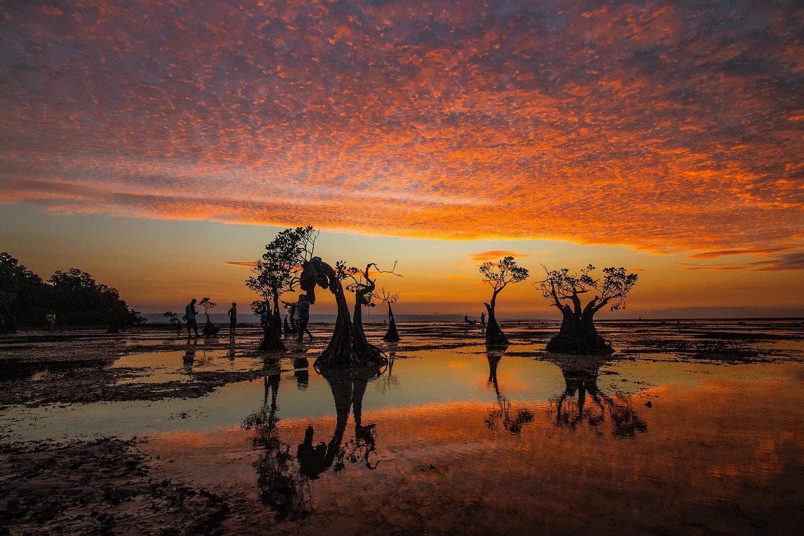 Silhouetted mangrove trees on the wet sand flats of Walakiri Beach under an orange sunset sky