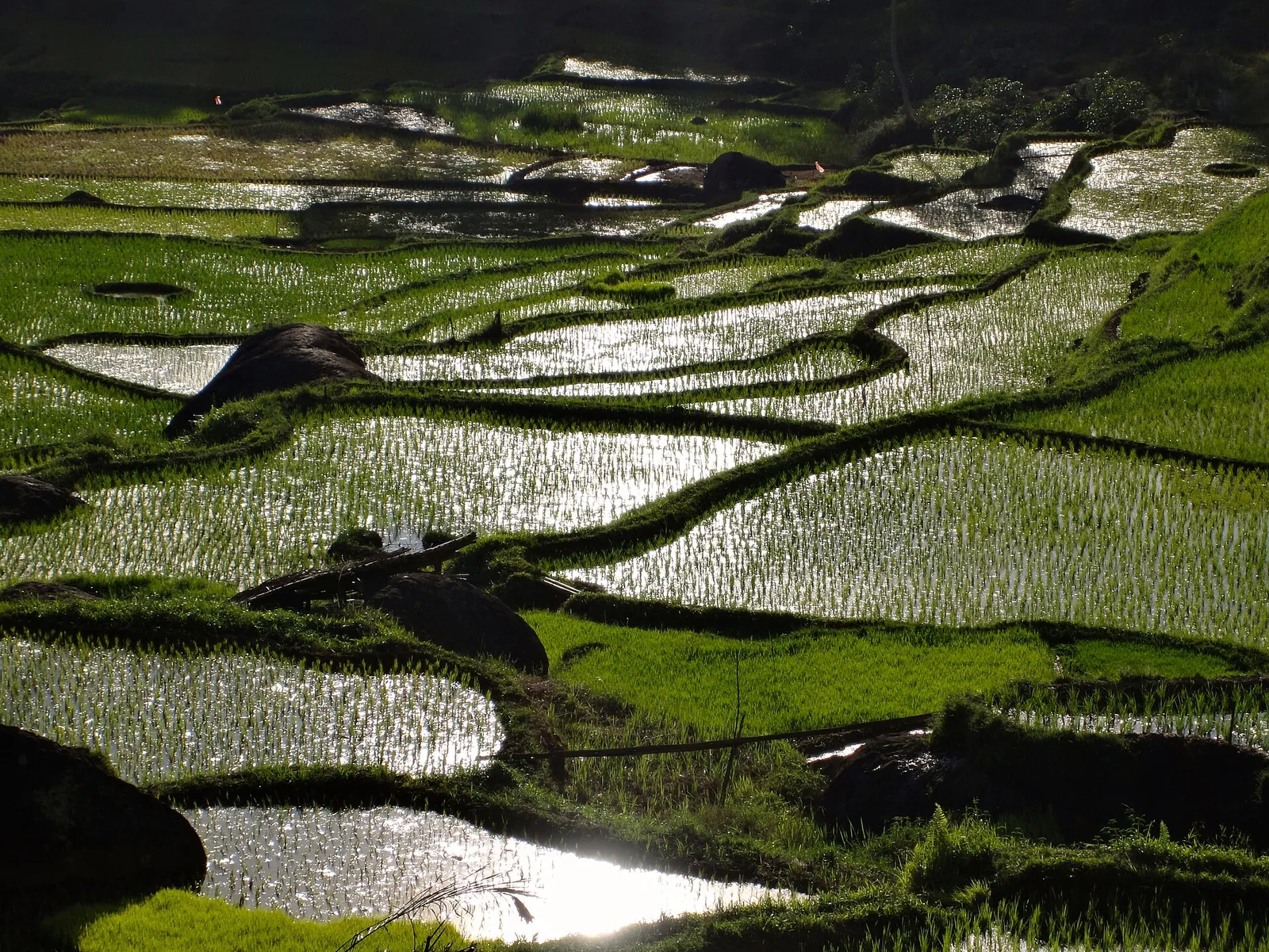 Flooded rice terraces reflecting the light on the hillsides at Batutumonga, Toraja highlands