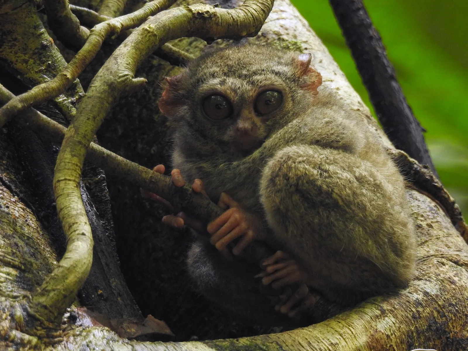 Spectral tarsier with huge round eyes clinging inside a strangler fig in Tangkoko