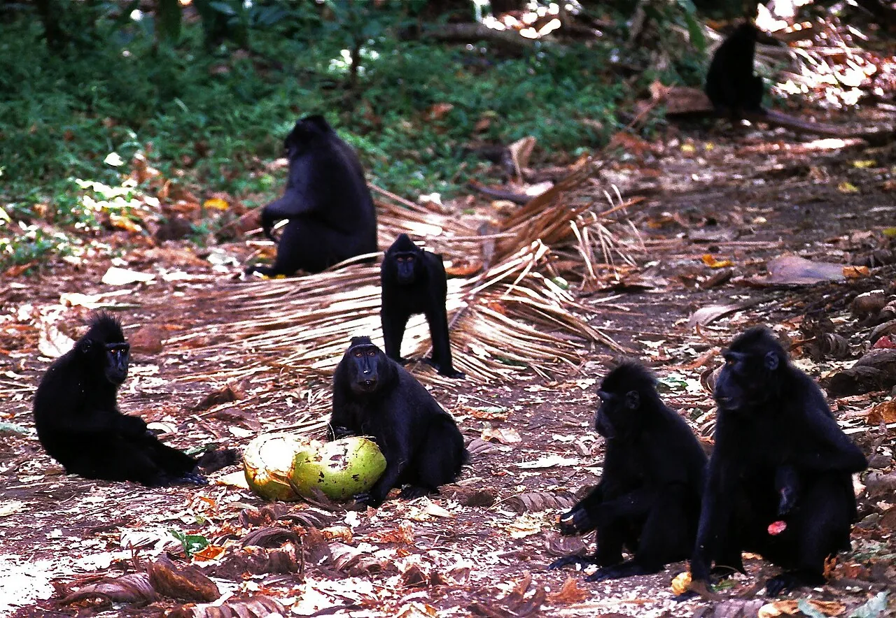 Group of crested black macaques feeding on a coconut on the forest floor in Tangkoko