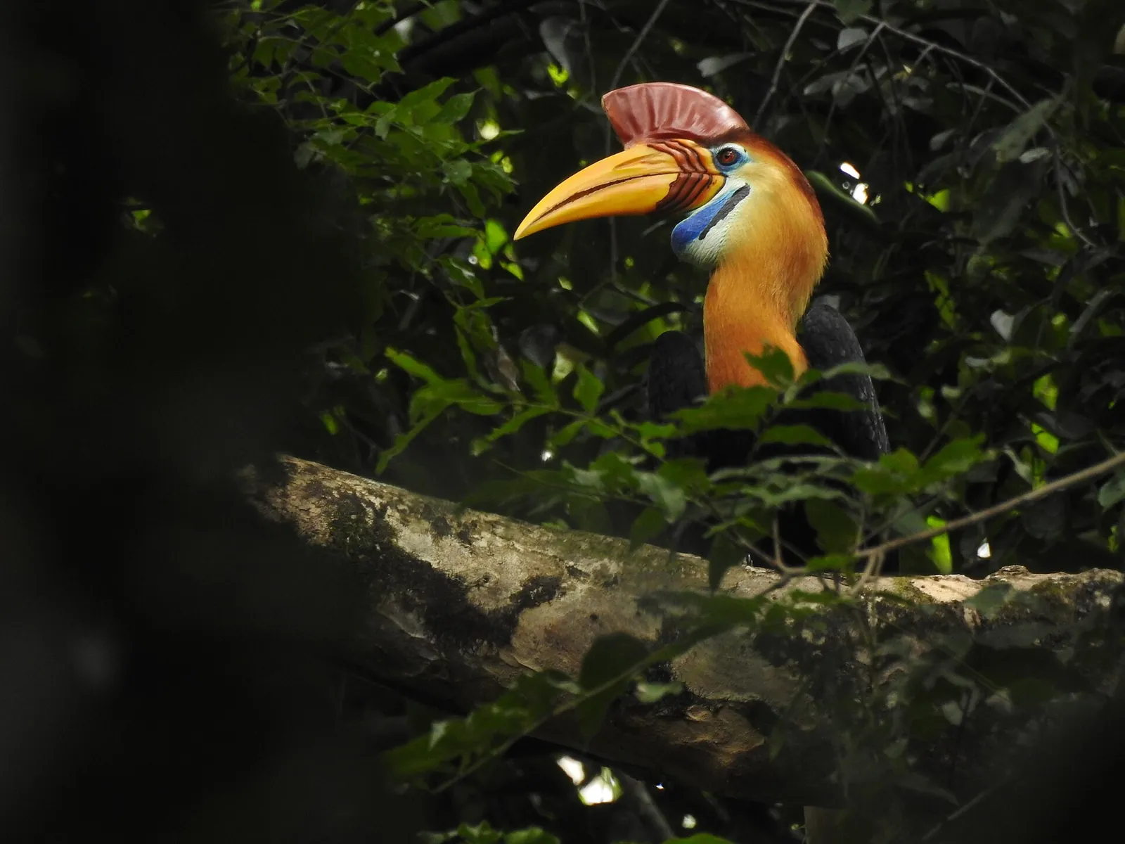 Male knobbed hornbill with a red casque perched on a branch in the Tangkoko forest