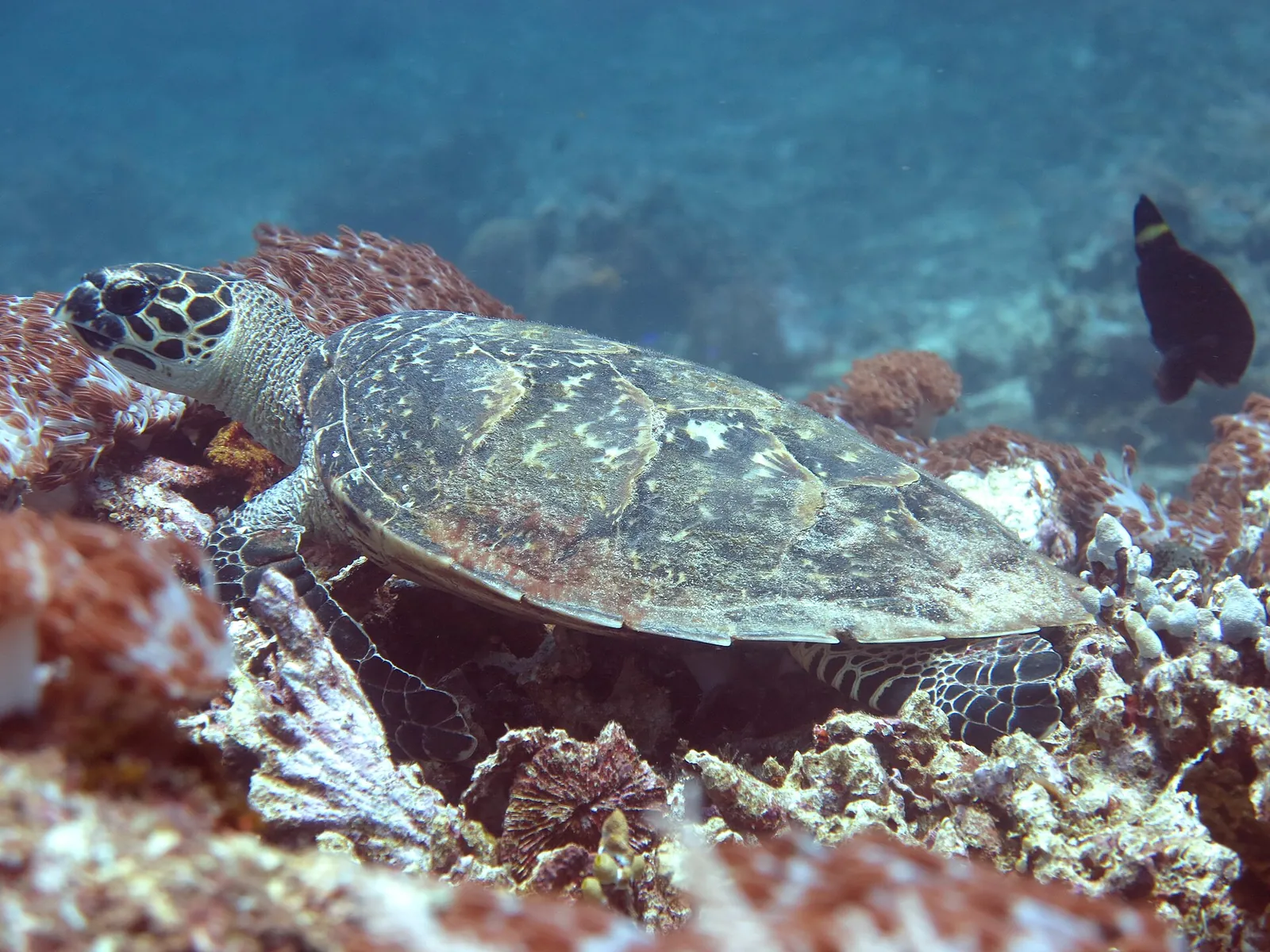 A hawksbill turtle resting on a coral reef underwater off Tanjung Bira