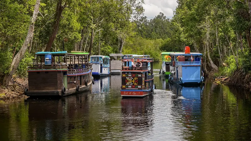Wooden klotok houseboats moored along a forested river bank in Tanjung Puting National Park