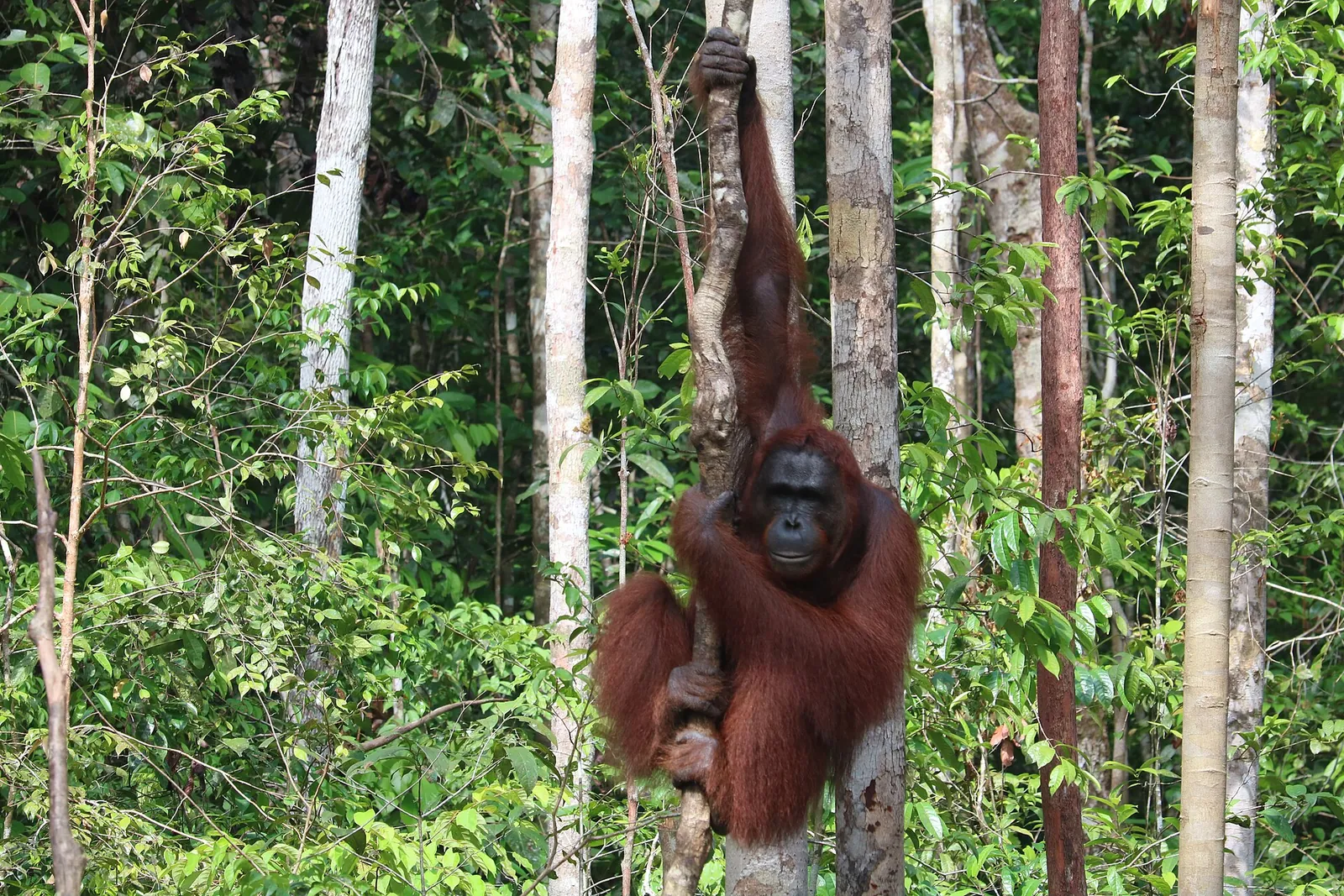 An orangutan climbing a slender tree trunk in the forest of Tanjung Puting National Park