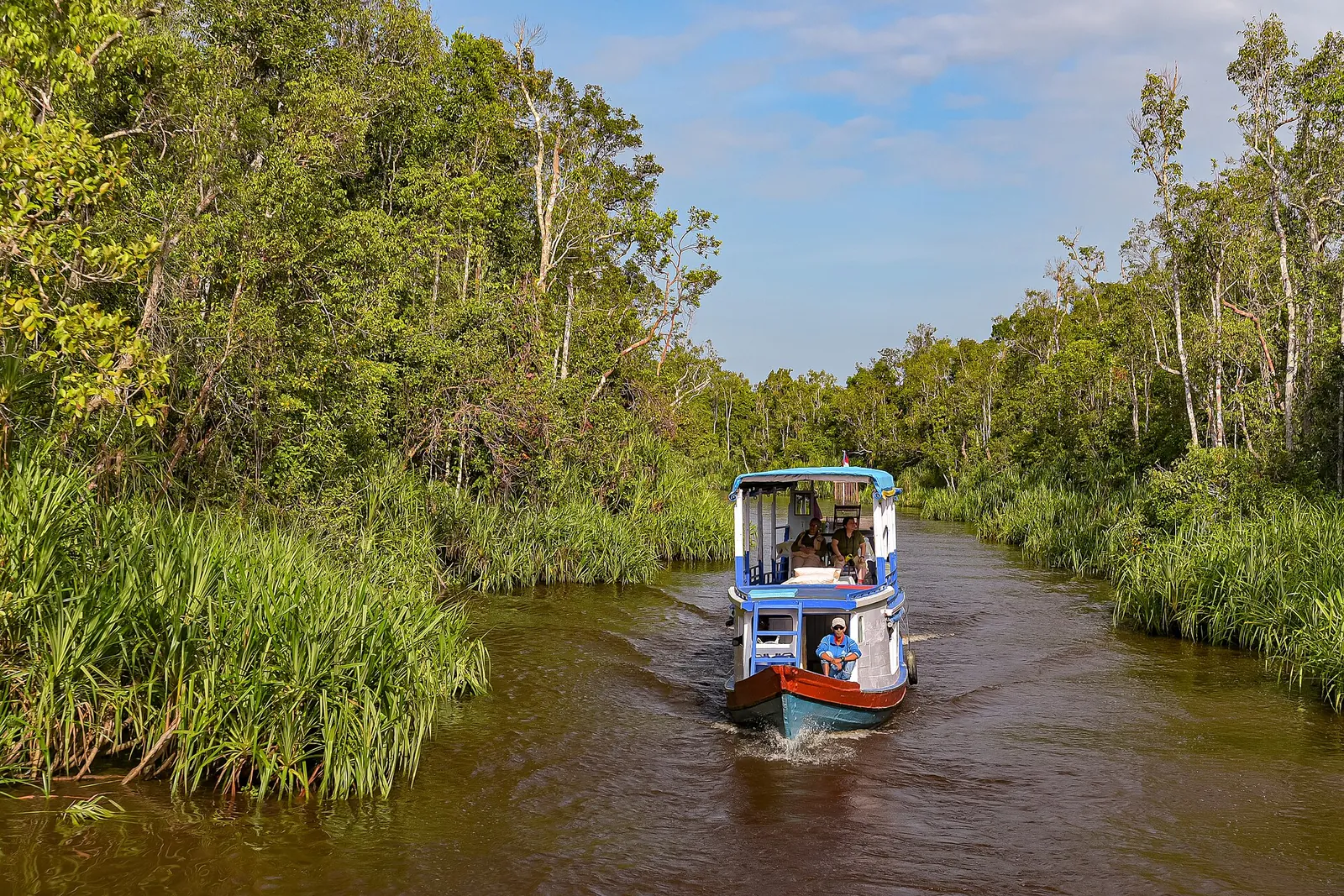 A klotok riverboat travelling up a narrow, grass-lined river channel between tall trees in Tanjung Puting