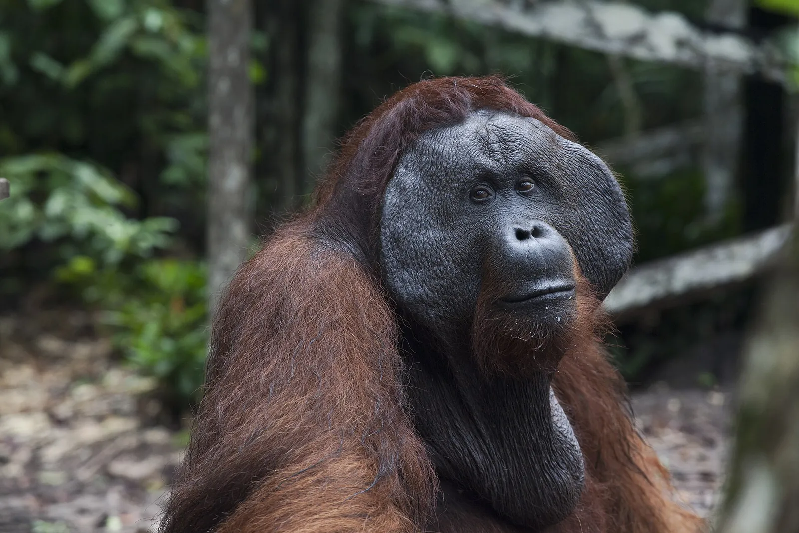 Close-up of an adult male orangutan with wide cheek pads sitting in the forest at Tanjung Puting
