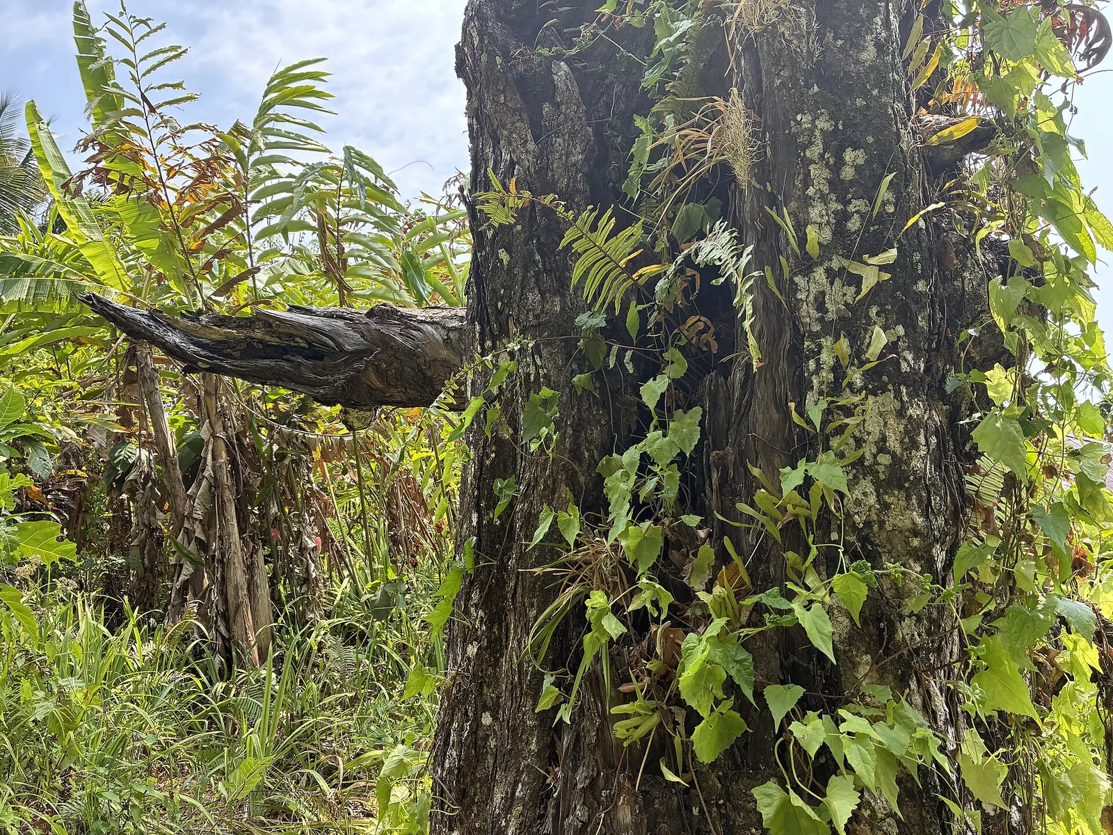 The thick, moss- and vine-covered trunk of the old Cengkeh Afo clove tree among ferns