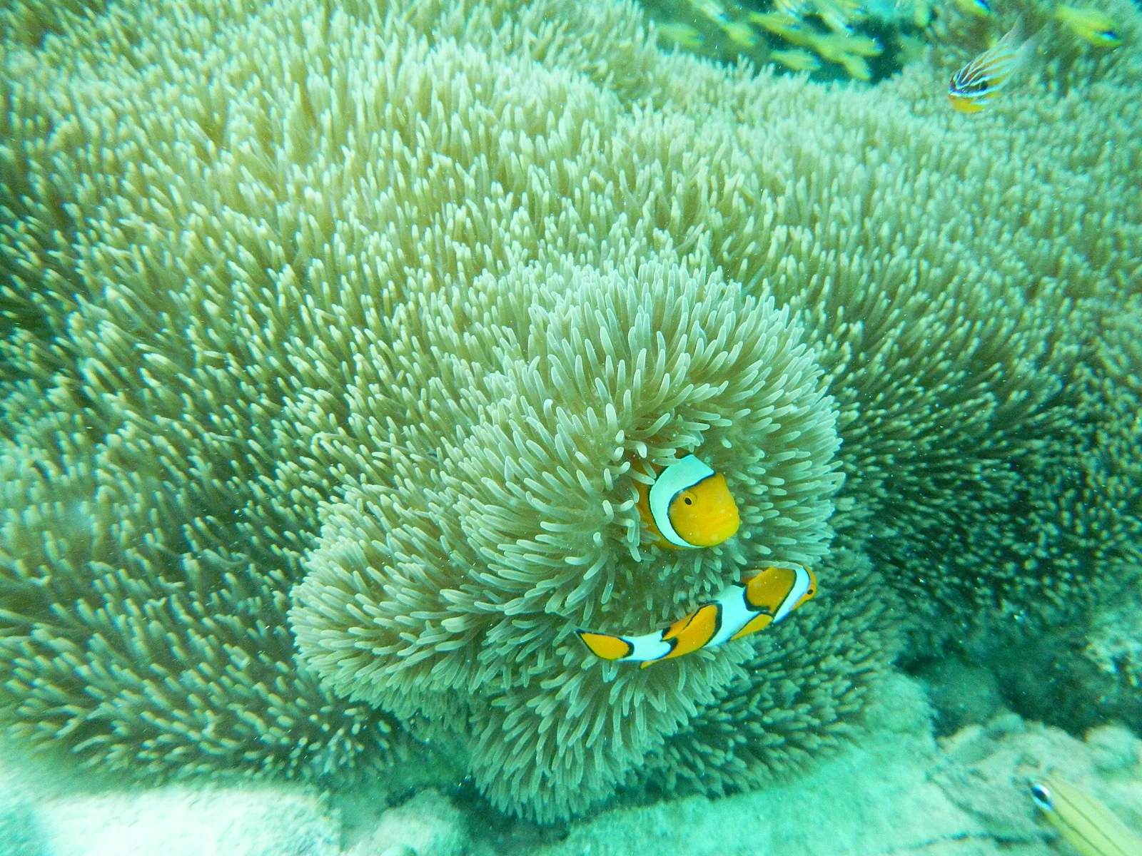 Two orange-and-white clownfish among the green tentacles of a large sea anemone in Togean waters