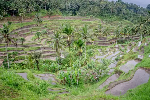 Tarasowe pola ryżowe z palmami kokosowymi na zboczach doliny Tegallalang na północ od Ubud