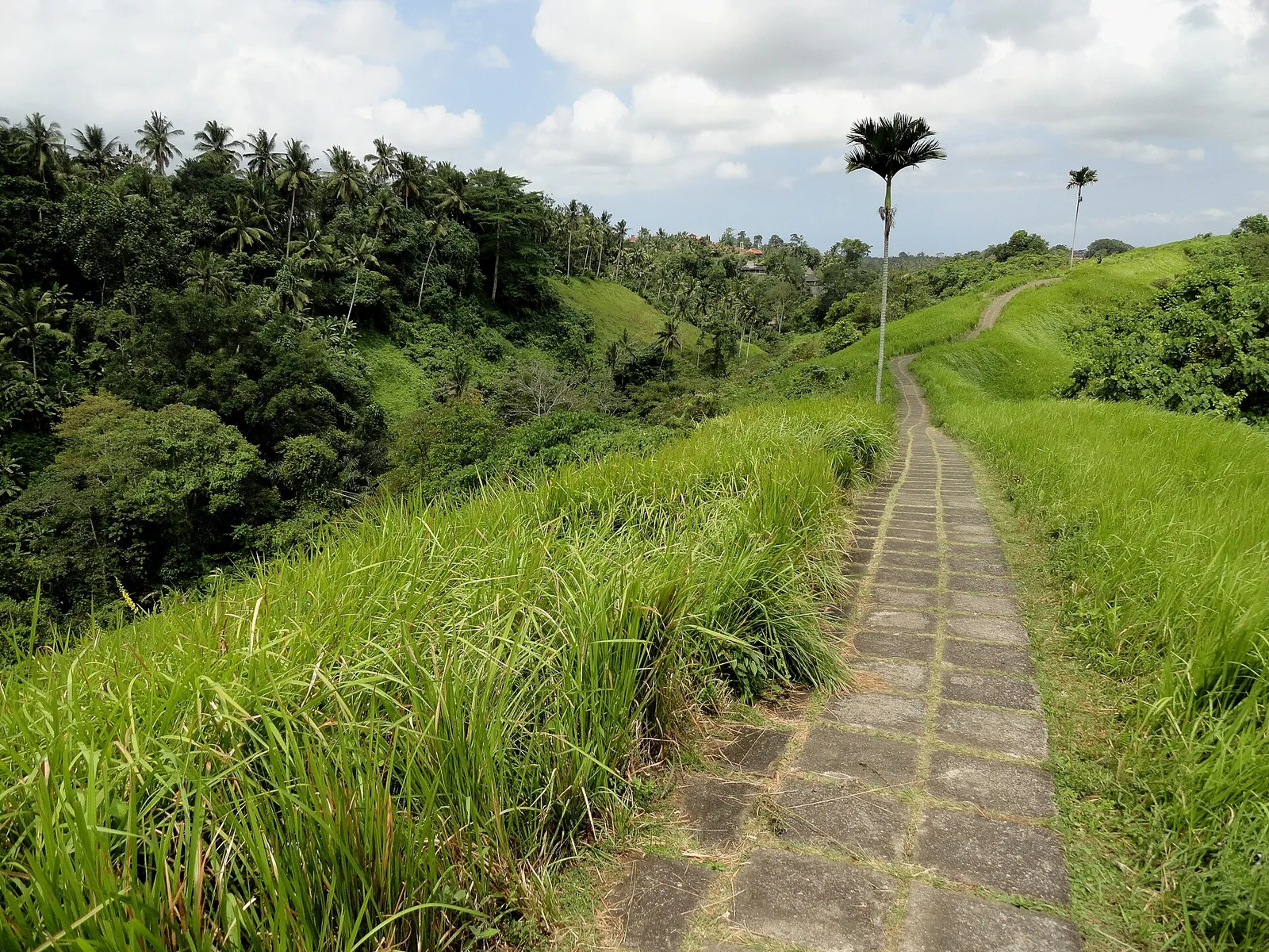 Paved footpath running along a grassy ridge with tall palms on the Campuhan Ridge Walk
