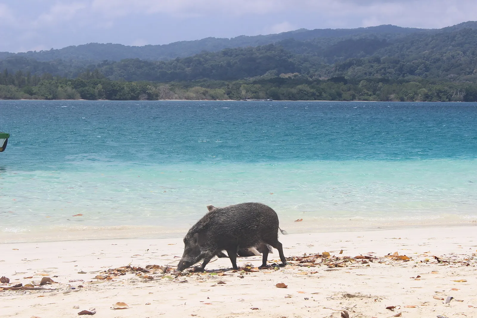 Wild boar foraging on the white sand of Peucang Island with clear shallow water and forested hills behind