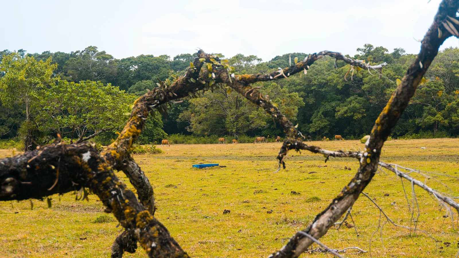 Grassy Cidaon savanna fringed by forest, seen past a bare branch