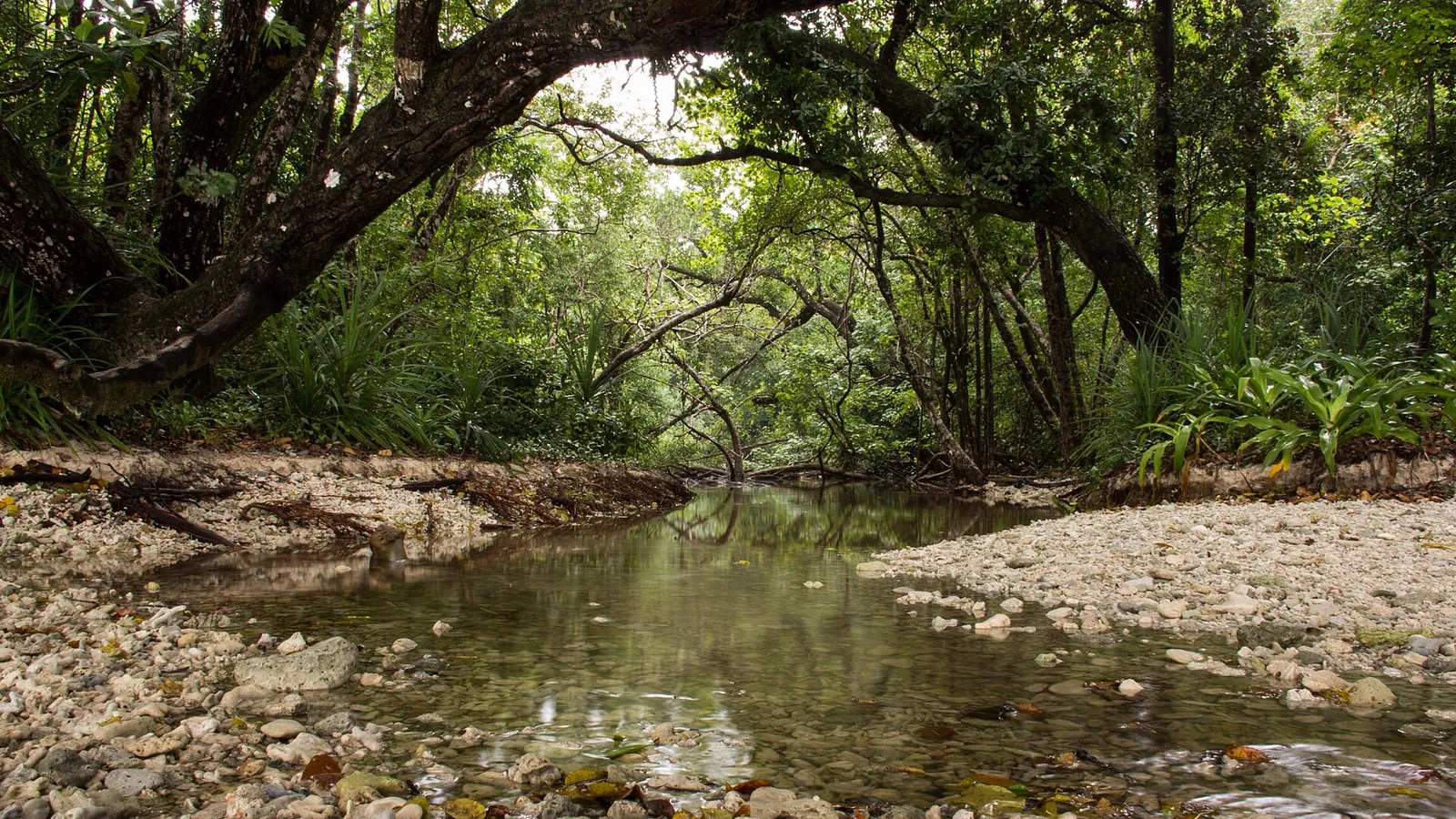 Shallow clear stream over pebbles under a dense green forest canopy in Ujung Kulon