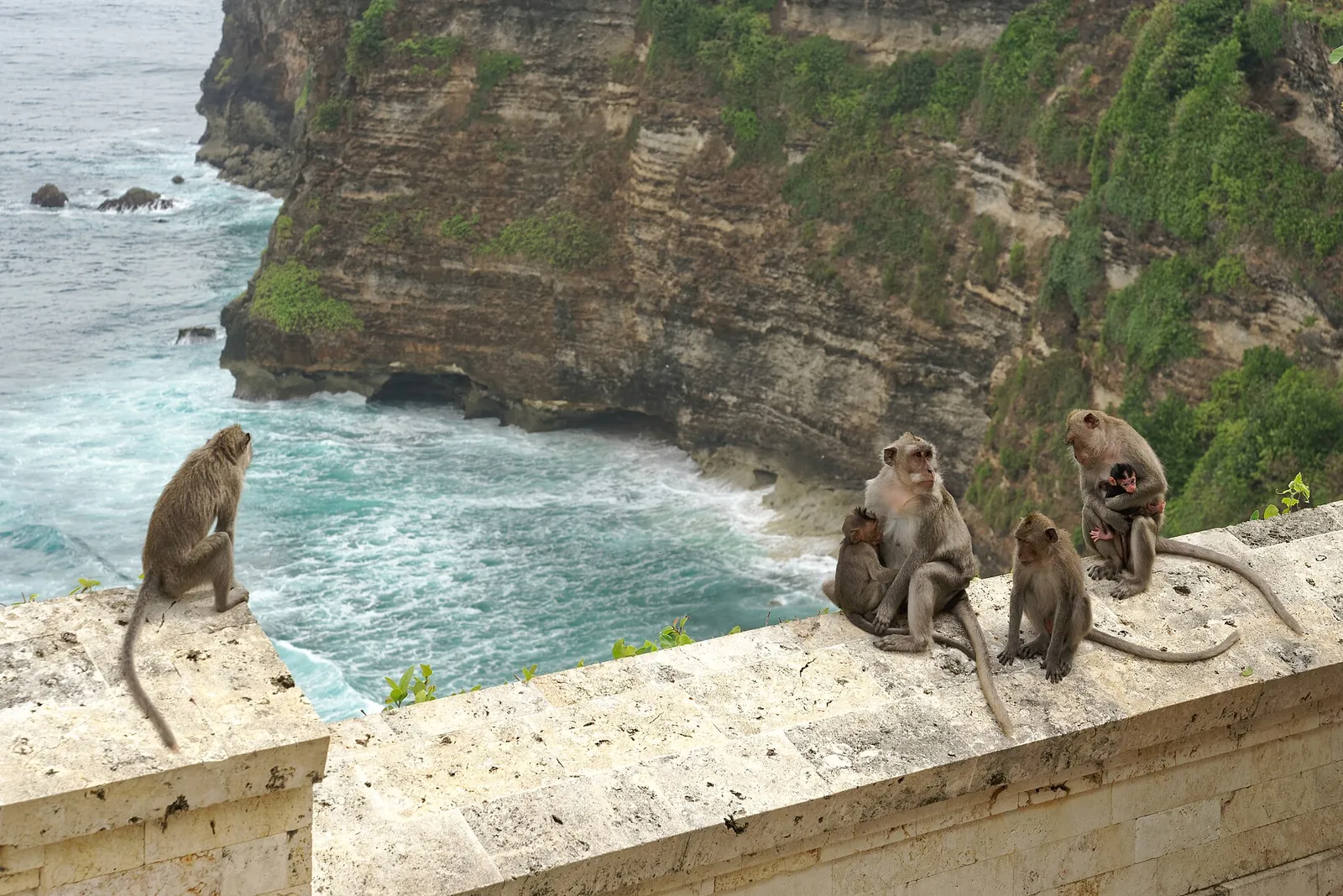 Long-tailed macaques sitting on the stone wall of the cliff path at Pura Luhur Uluwatu