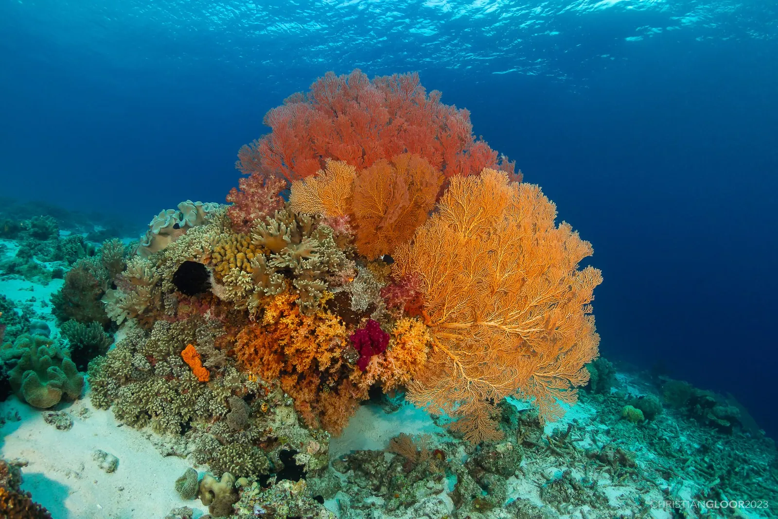 Sea fans of different colours on a reef near Kaledupa, Wakatobi National Park