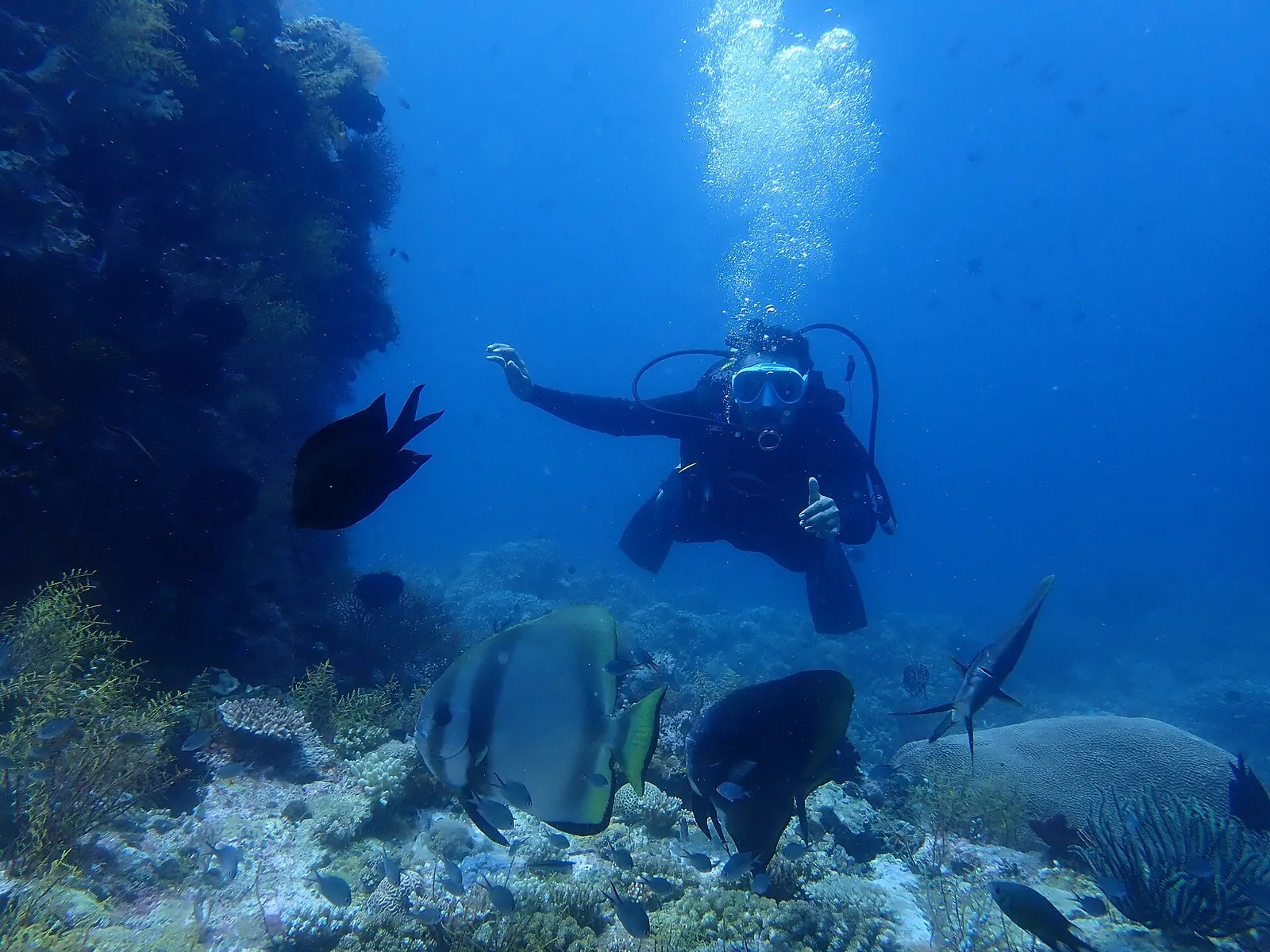 A scuba diver swimming over a reef with batfish in the waters off Tomia, Wakatobi